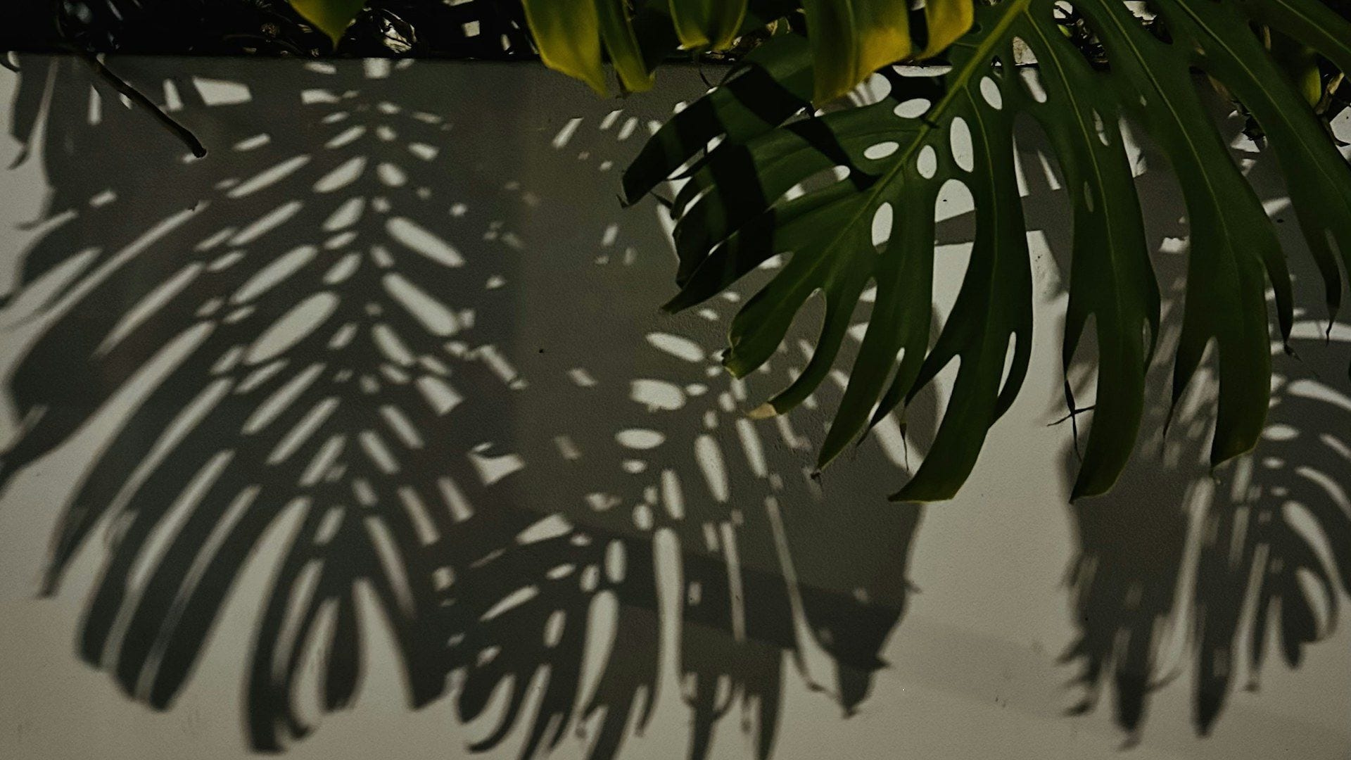 Palm-frond shadows falling across a warm wall in natural Florida daylight